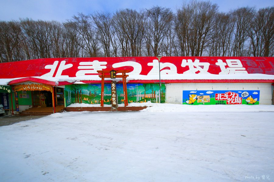 【北海道北見景點|北狐牧場】北見狐狸村(北きつね牧場) ,雪地上閃耀的金色光芒。 2 batch 473A0171
