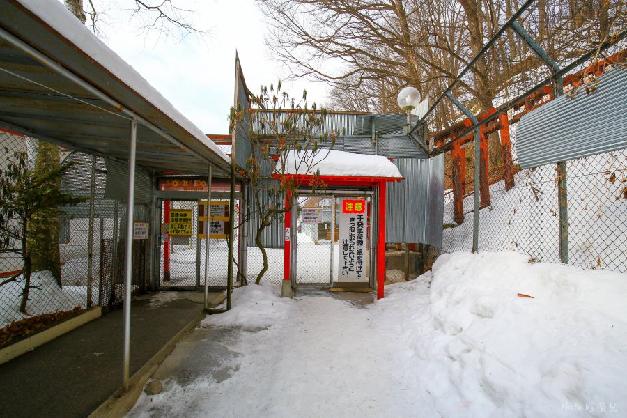 【北海道北見景點|北狐牧場】北見狐狸村(北きつね牧場) ,雪地上閃耀的金色光芒。 5 batch 473A0180