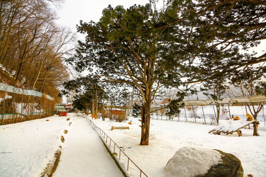 【北海道北見景點|北狐牧場】北見狐狸村(北きつね牧場) ,雪地上閃耀的金色光芒。 6 batch 473A0200