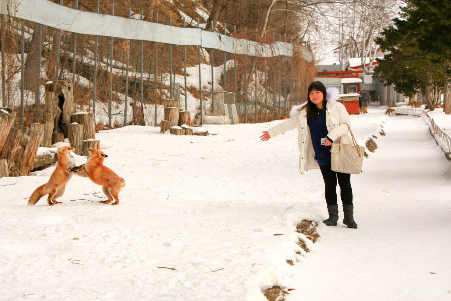 【北海道北見景點|北狐牧場】北見狐狸村(北きつね牧場) ,雪地上閃耀的金色光芒。 13 batch 473A0232