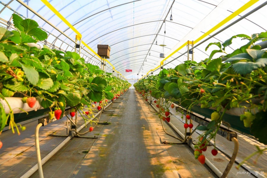 【日本北關東|栃木採草莓】日光草莓園 NIKKO Strawberry Park,現採現吃,香甜草莓吃到飽! 5 batch 473A7577