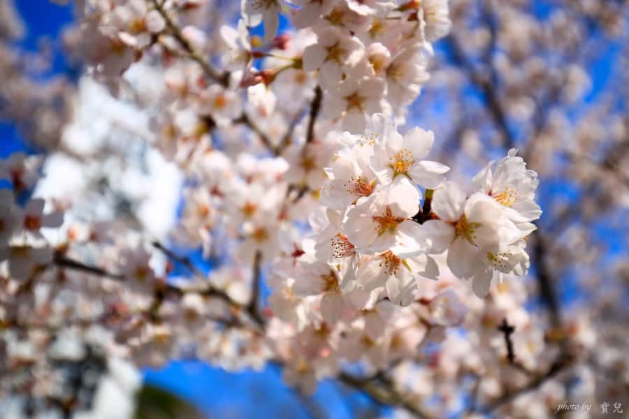 茨城賞櫻、茨城縣護國神社|水戶偕樂園旁櫻花小秘境,披覆粉紅浪漫的櫻山公園 2 batch 473A7863