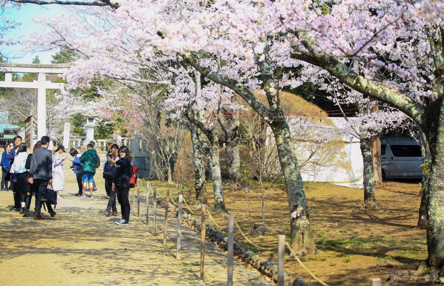 茨城賞櫻、茨城縣護國神社|水戶偕樂園旁櫻花小秘境,披覆粉紅浪漫的櫻山公園 6 batch 473A7876