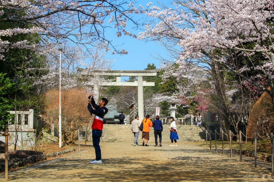 茨城賞櫻、茨城縣護國神社|水戶偕樂園旁櫻花小秘境,披覆粉紅浪漫的櫻山公園 9 batch 473A7883