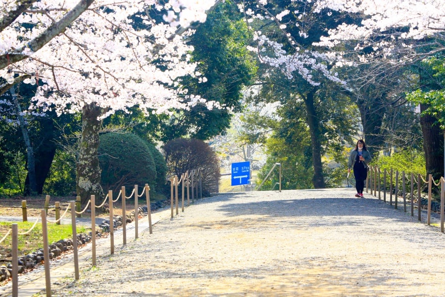 茨城賞櫻、茨城縣護國神社|水戶偕樂園旁櫻花小秘境,披覆粉紅浪漫的櫻山公園 5 batch 473A7892