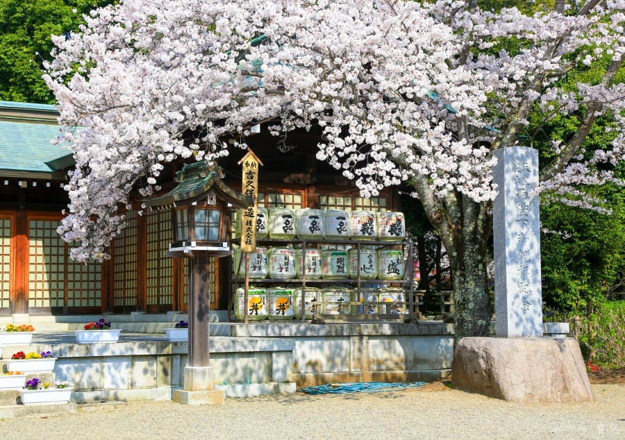 茨城賞櫻、茨城縣護國神社|水戶偕樂園旁櫻花小秘境,披覆粉紅浪漫的櫻山公園 11 batch 473A7909