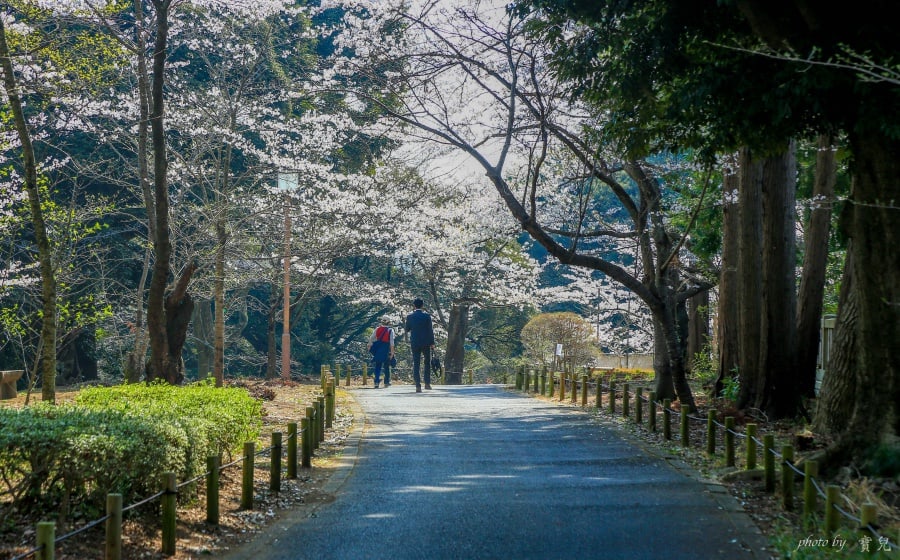 茨城賞櫻、茨城縣護國神社|水戶偕樂園旁櫻花小秘境,披覆粉紅浪漫的櫻山公園 21 batch 473A7912