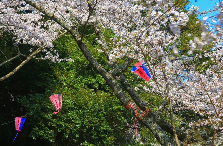 茨城賞櫻、茨城縣護國神社|水戶偕樂園旁櫻花小秘境,披覆粉紅浪漫的櫻山公園 23 batch 473A7914