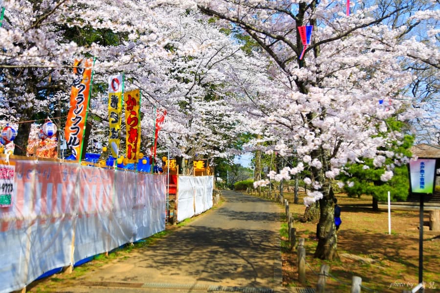 茨城賞櫻、茨城縣護國神社|水戶偕樂園旁櫻花小秘境,披覆粉紅浪漫的櫻山公園 20 batch 473A7943