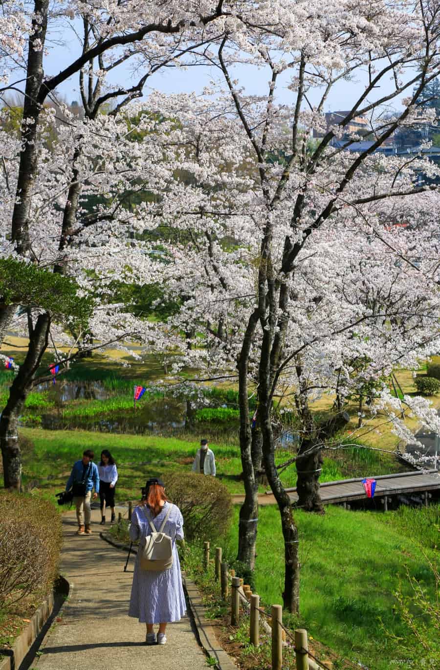 茨城賞櫻、茨城縣護國神社|水戶偕樂園旁櫻花小秘境,披覆粉紅浪漫的櫻山公園 22 batch 473A7950
