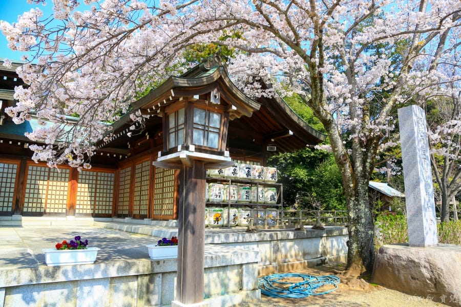 茨城賞櫻、茨城縣護國神社|水戶偕樂園旁櫻花小秘境,披覆粉紅浪漫的櫻山公園 15 batch 473A7957