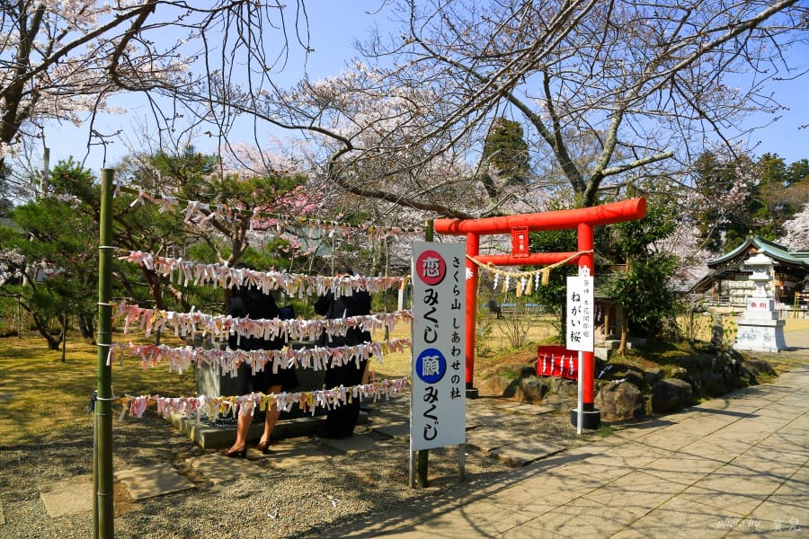 茨城賞櫻、茨城縣護國神社|水戶偕樂園旁櫻花小秘境,披覆粉紅浪漫的櫻山公園 18 batch 473A7999