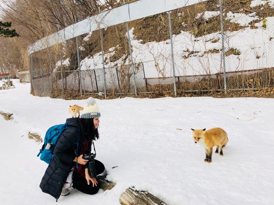 【北海道北見景點|北狐牧場】北見狐狸村(北きつね牧場) ,雪地上閃耀的金色光芒。 18 batch IMG 2711 2 1