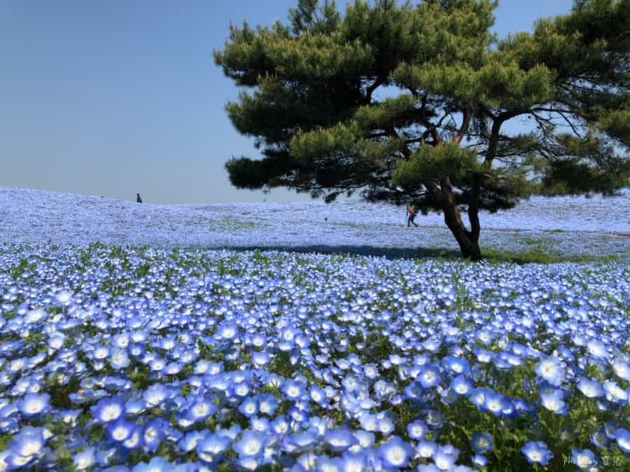 【北關東旅遊提案|茨城、群馬、栃木】六個不能錯過的在地體驗 x 北關東四天三夜行程規劃。 3 batch S 168755206